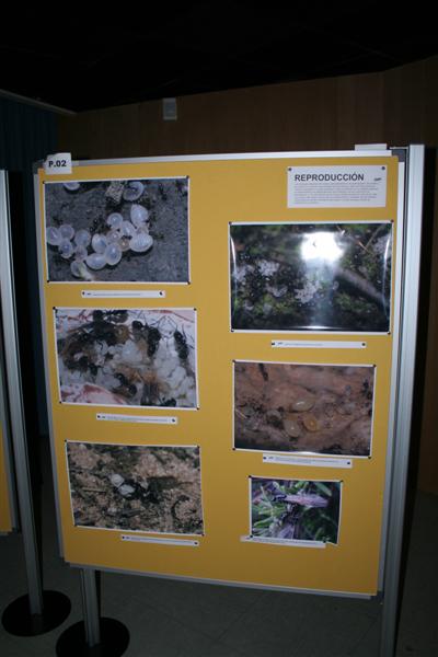 taxomara 2007 (66)
